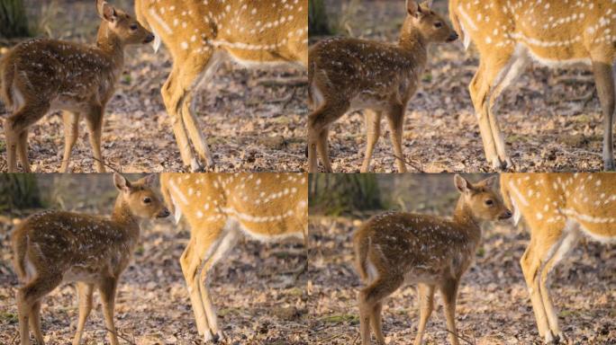 轴鹿特写野生轴鹿