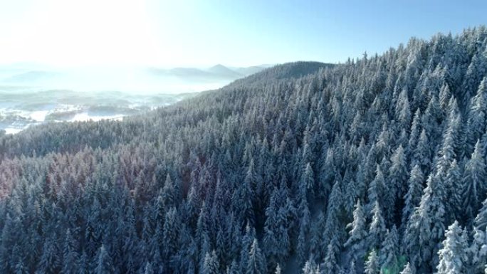 白雪覆盖的云杉森林的鸟瞰图