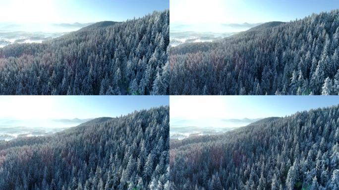 白雪覆盖的云杉森林的鸟瞰图