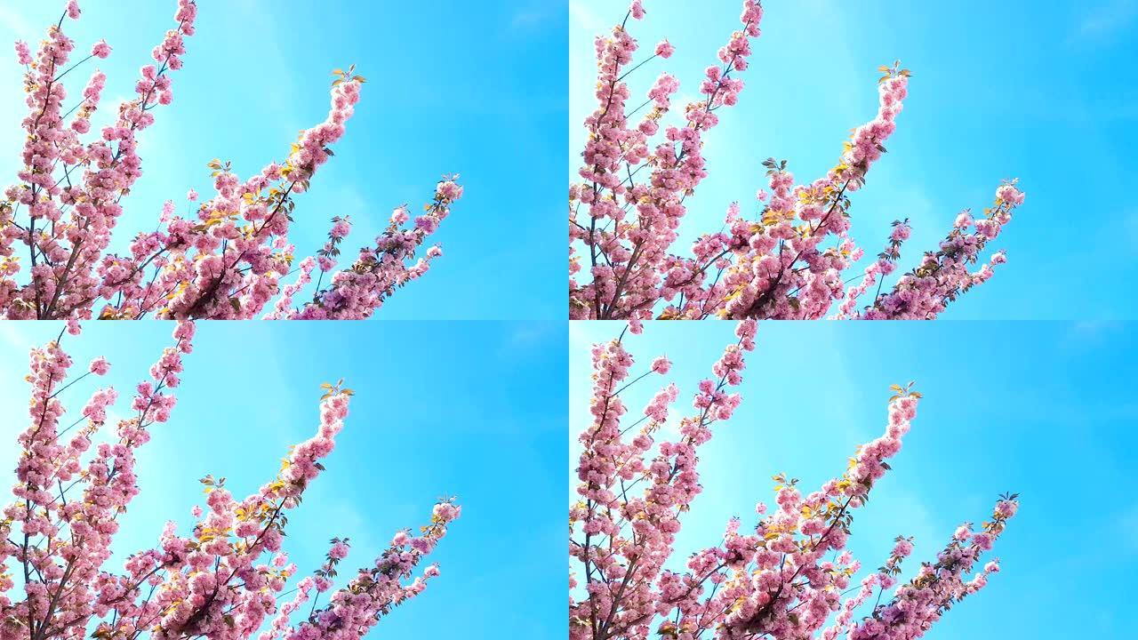 春天的树，粉红色的花朵，杏仁花在树枝上，随风运动，在蓝天上，每天都有灯光