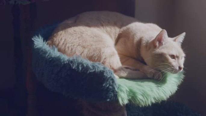 躺在绿色地毯上的猫