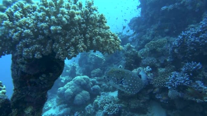 蓝箱鱼 (Ostracion cubicus) 在珊瑚礁附近的水下游泳。