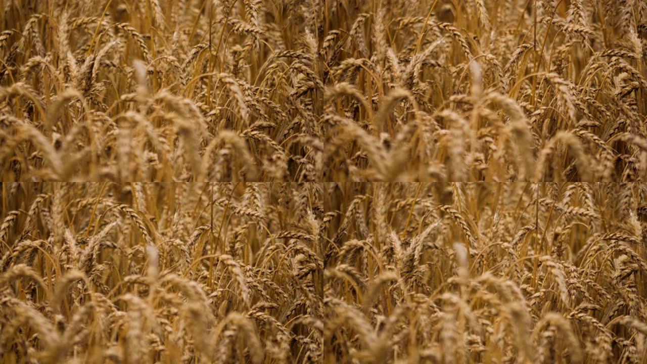 降雨天气下的小麦小穗。黄色麦田特写。慢动作。农业，农业，谷物。
