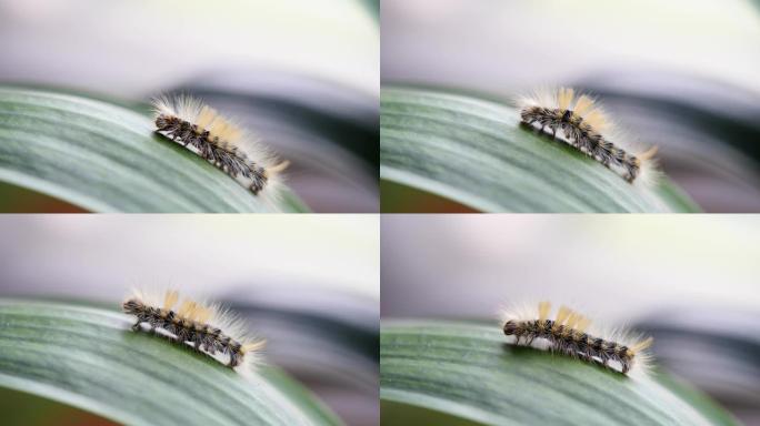 毛茸茸的毛毛虫在绿叶上攀爬，4k镜头，慢动作。