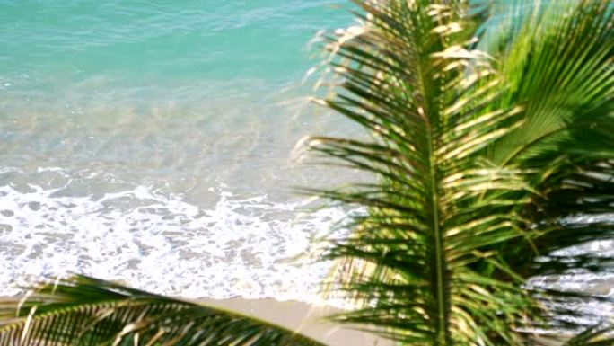 夏威夷的棕榈树，4k慢动作60fps