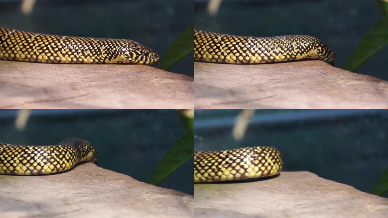 东部金蛇移动其身体的特写镜头，来自美国的流行热带爬行动物物种