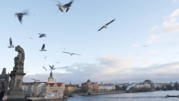 在捷克首都伏尔塔瓦河上的查理大桥上慢动作喂养鸟类