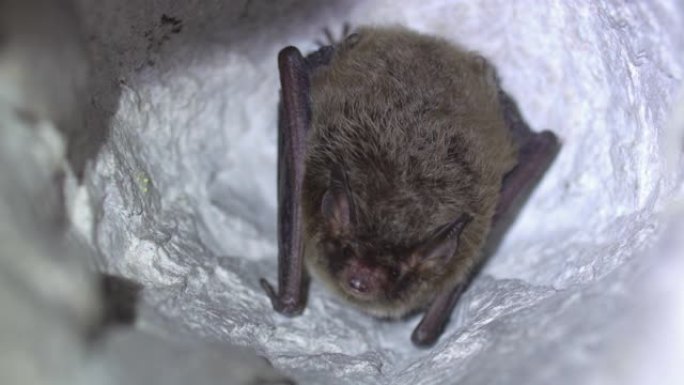 特写Natterer的蝙蝠Myotis nattereri在冬眠后慢慢苏醒。