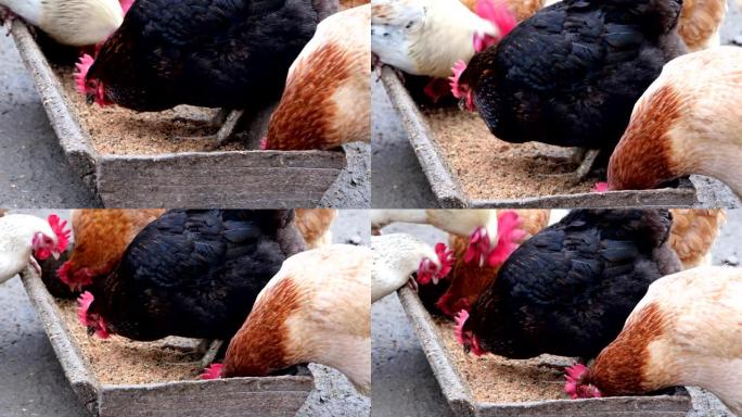 一群在农场外面吃着的散养鸡