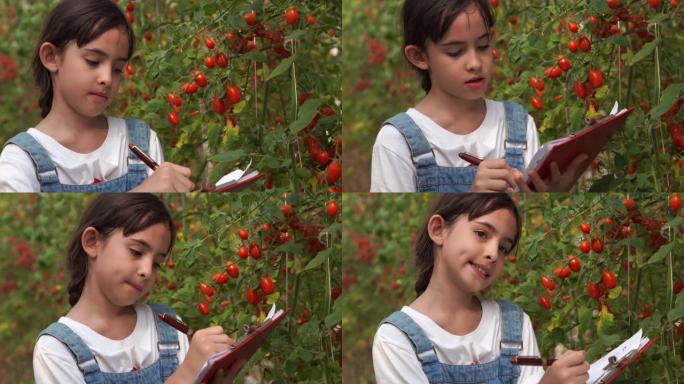 年轻女孩检查有机农场，转基因食品，生物食品的质量西红柿，另类生活方式的概念