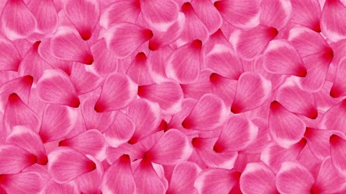 情人节粉红玫瑰花瓣延时后经背景，无缝循环