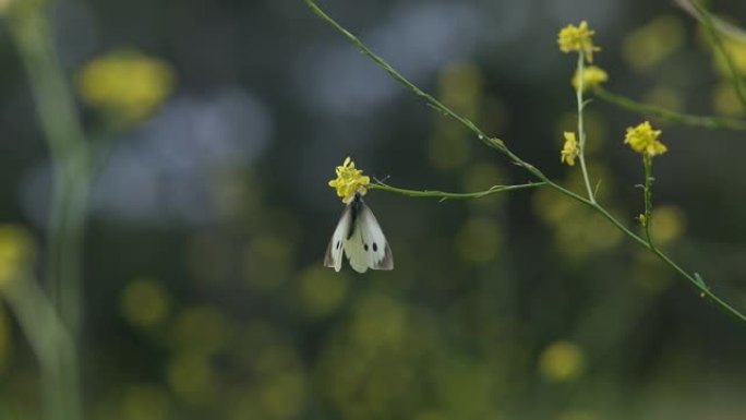 蝴蝶和黄色花朵慢动作微距