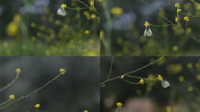 蝴蝶和黄色花朵慢动作微距