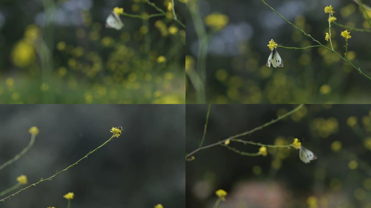 蝴蝶和黄色花朵慢动作微距
