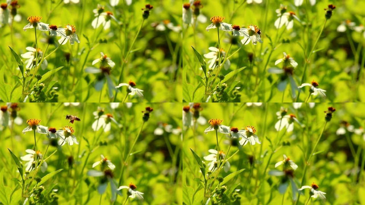 田野里美丽的草花和蜜蜂