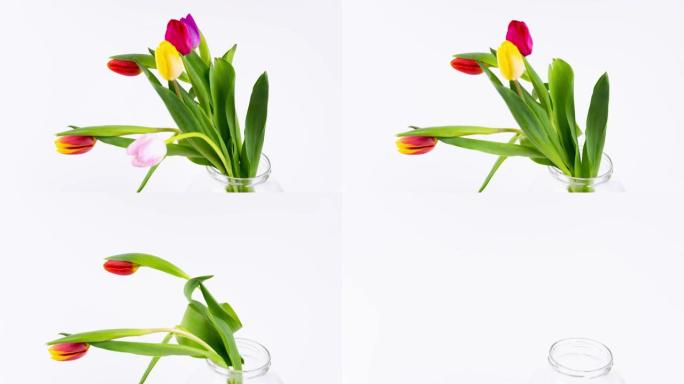 一束五颜六色的新鲜郁金香花在白色背景上一步步消失，带有复制空间