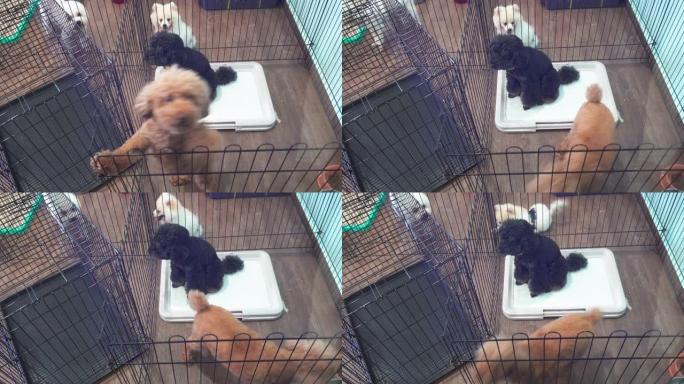 快乐快乐的小狗在小笼子里玩耍的4k镜头。