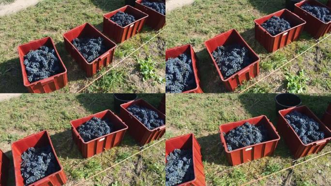 成熟的葡萄在葡萄园的户外大红色容器中