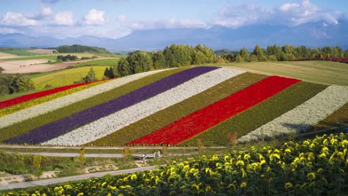 北海道美伊町的Shikisai no Oka花园的4k时间流逝