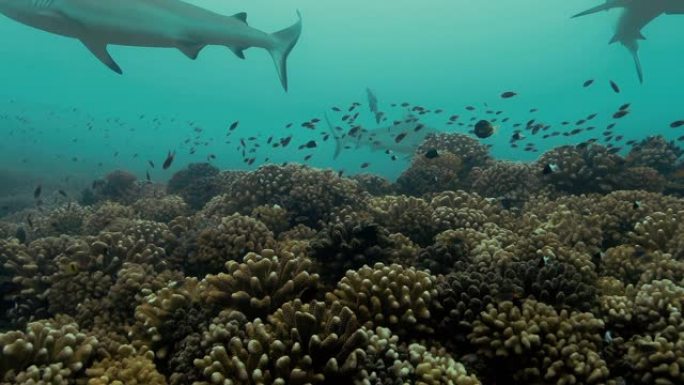 有鱼类和鲨鱼的珊瑚礁。法属波利尼西亚大溪地附近美丽珊瑚礁的水下景观。非常适合在太平洋潜水