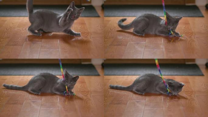 可爱的国产灰色小猫/猫玩小猫科动物玩具串