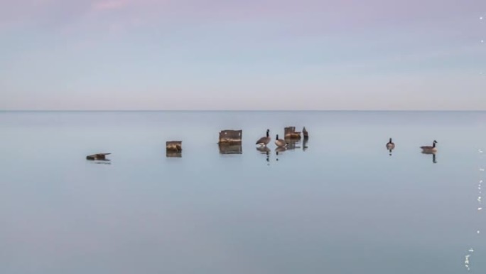 太阳落山时，一群加拿大野生鹅在密歇根湖中部的钢板桩附近游泳，在云层中形成粉红色，紫色和蓝色，并在水面