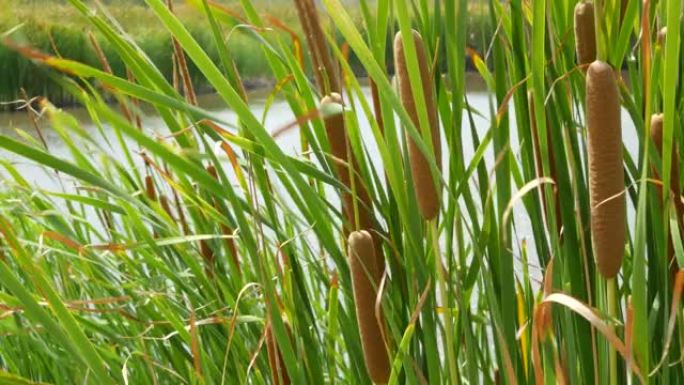 湖水或池塘水背景上的芦苇丛。浓密的棕色芦苇，叶子在泰国平静的水和绿色的海岸的背景下。自然保护、娱乐和