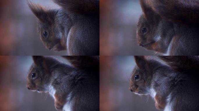 可爱的灰色和红色松鼠的特写镜头