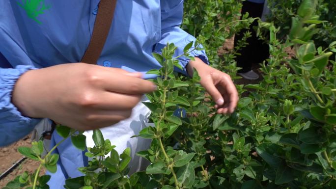 金银花 种植 加工 收获 农业