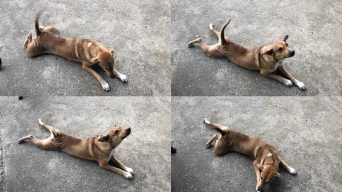 享受泰国狗正在玩耍，并独自躺在肮脏的水泥地面上。快乐和顽皮的纯种在地面上玩耍。