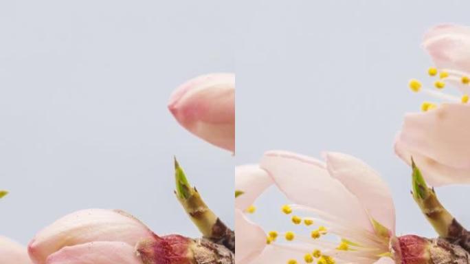 杏花的4k垂直延时开花并在蓝色背景上生长。杏李盛开的花。9:16比例的垂直时间流逝手机和社交媒体准备