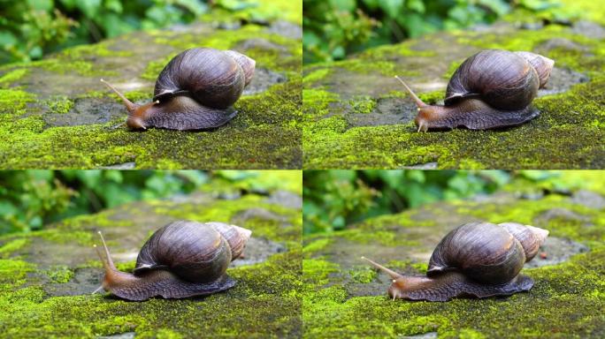 大蜗牛在苔藓上爬行，夏天在花园里，坦桑尼亚，非洲