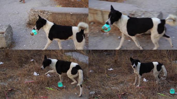 无家可归的狗试图吃塑料瓶中的食物，动物的废物污染，环境保护理念