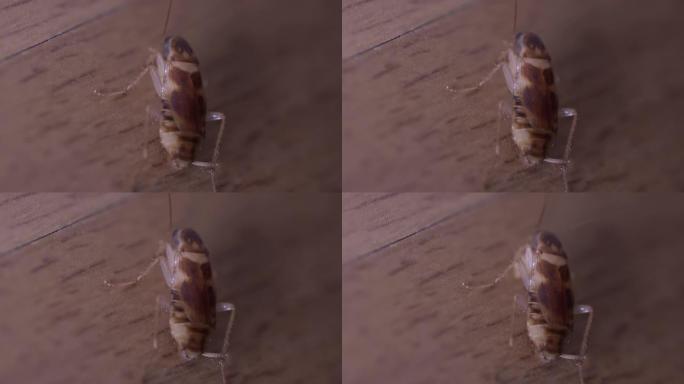 小蟑螂吃和扭动它的胡须顶视图微距拍摄。4k分辨率实时。木地板，健康细菌，家庭清洁