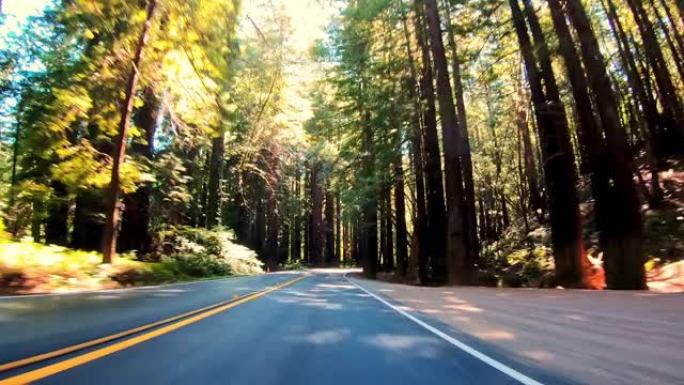 驾车穿越加州的红木森林