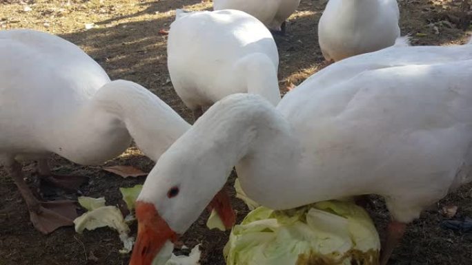 在农场的乡下，白宫大雁非常饥饿，为了它而互相推挤