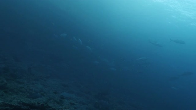 在蓝海礁游泳的大眼treval鱼群