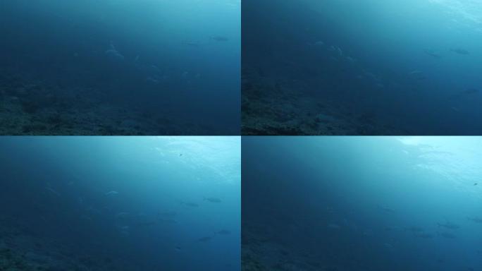 在蓝海礁游泳的大眼treval鱼群