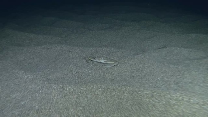 游蟹在夜里藏在沙子里。灰色梭子蟹 (Portunus hastatus) 水下射击。地中海，欧洲。