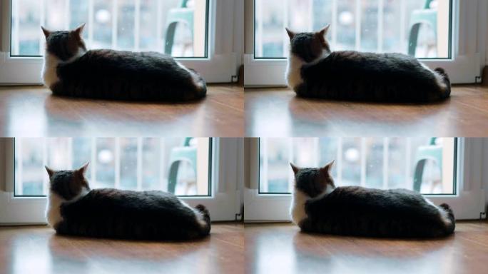 猫在4k慢动作60fps中透过窗户看