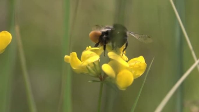 许多花粉觅食飞舞展翅昆虫类