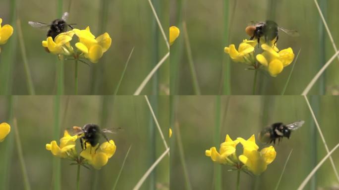 许多花粉觅食飞舞展翅昆虫类