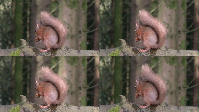 红松鼠坐在苏格兰林地的原木上吃榛子