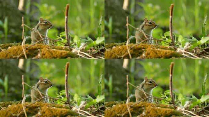 花栗鼠在野生森林模糊背景上发声的美丽自然镜头