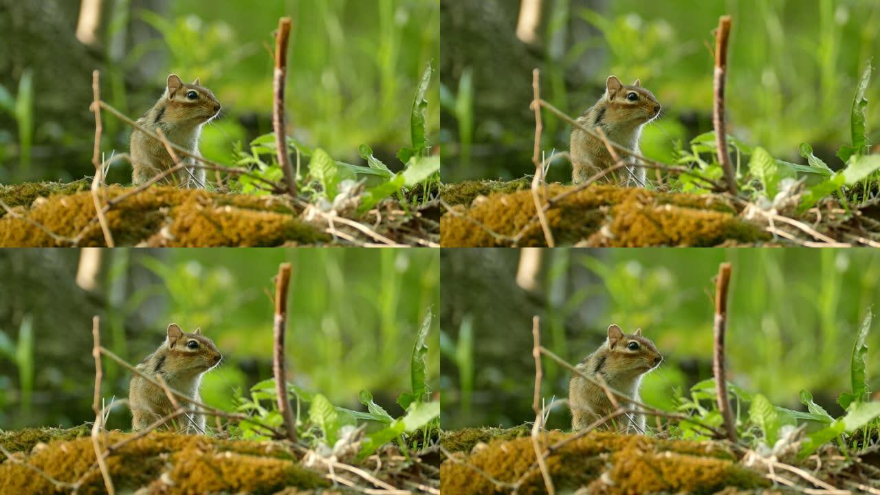 花栗鼠在野生森林模糊背景上发声的美丽自然镜头