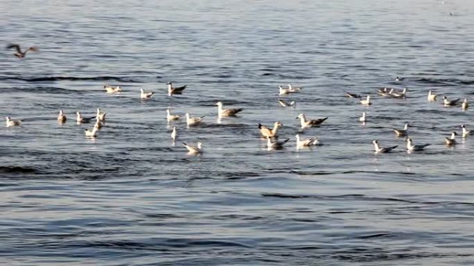 王子群岛的海鸥海上海鸥海鸟捕食一群海鸥停