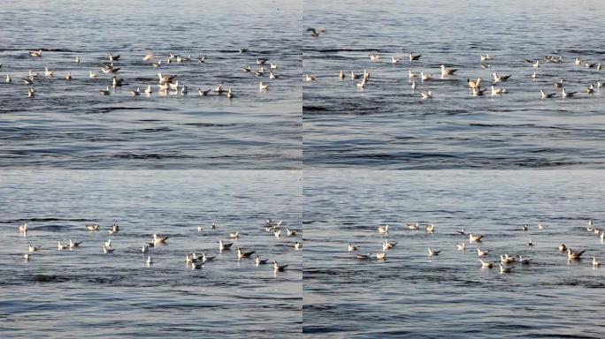 王子群岛的海鸥海上海鸥海鸟捕食一群海鸥停