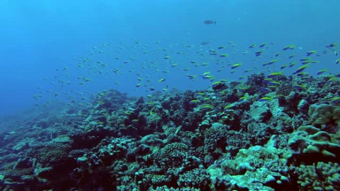 黄背Fusilier-Caesio xanthonota学校游过印度洋，马尔代夫，亚洲的顶级珊瑚礁