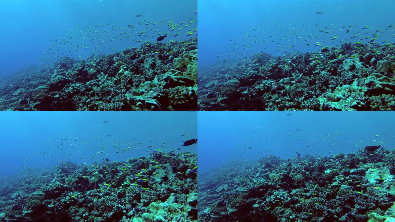 黄背Fusilier-Caesio xanthonota学校游过印度洋，马尔代夫，亚洲的顶级珊瑚礁
