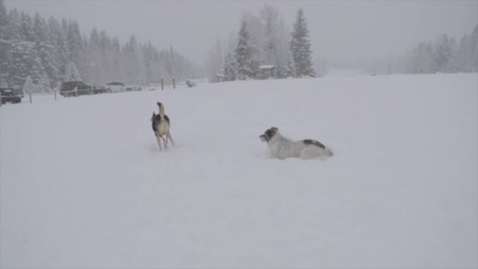 狗在狗公园玩雪狗公园玩雪